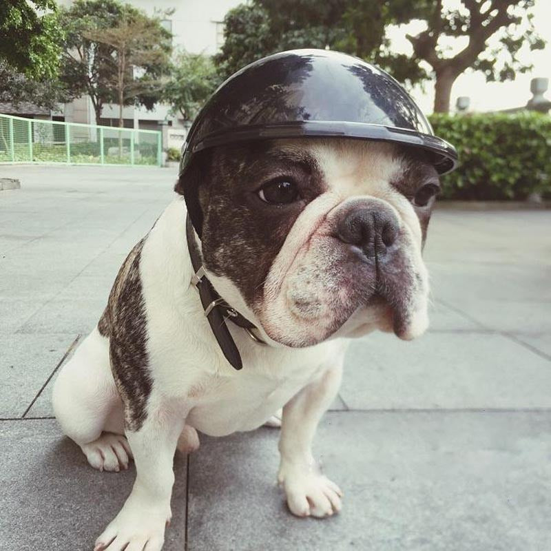 Stylowy kask dla psa + okulary przeciwsłoneczne  | Twój pupil jak prawdziwy boss!