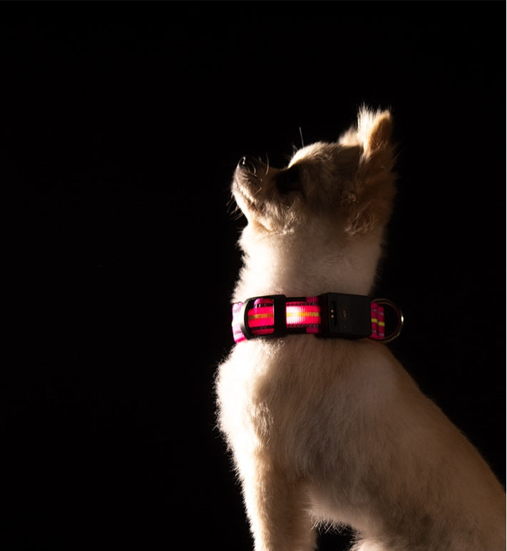 Świecąca obroża LED dla psa z ładowaniem magnetycznym